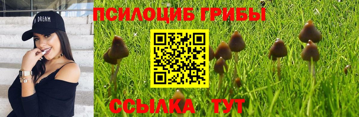 Псилоцибиновые грибы Cubensis Новокузнецк